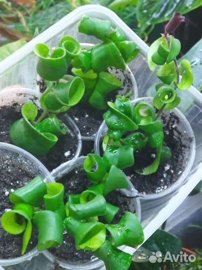 Эсхинантус Монна Лиза