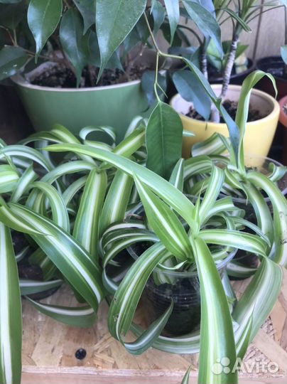 Хлорофитум бонни