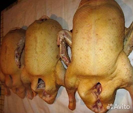 Мясо курицы, индоутки, индюка. В тушках или живьём