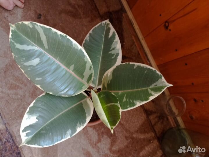 Фикус эластика тинеке