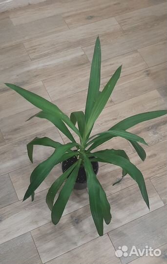 Комнатные растения