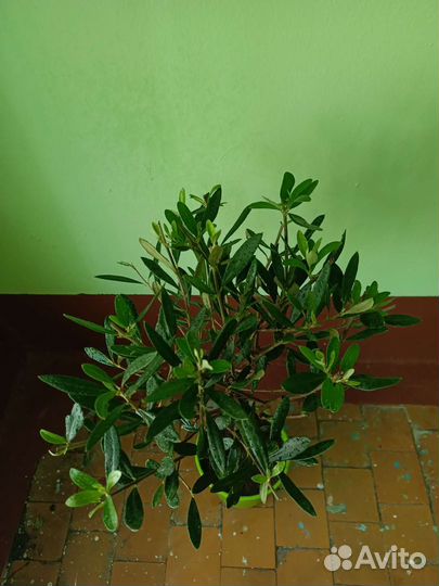 Оливковое дерево