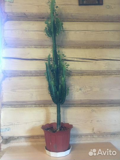 Фикус бенджамина, молочай, денежное дереыо