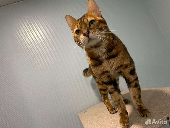 Бенгальский кот