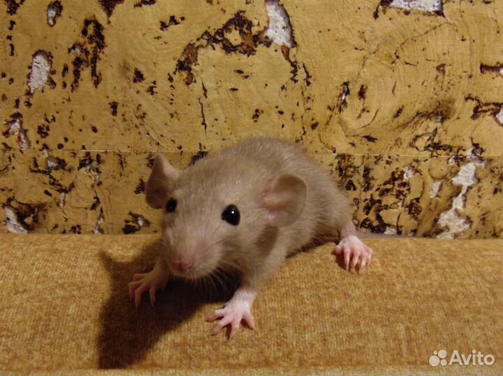 Крысы, крысята - дамбо, клетки + гамак в подарок