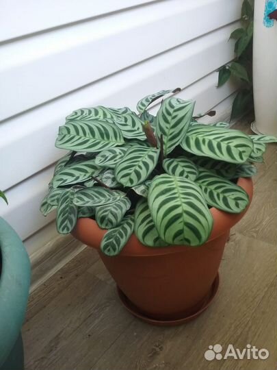 Маранта цветок в горшке