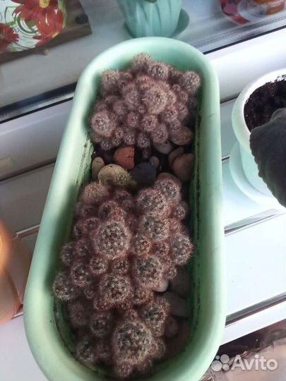 Кактусы и суккуленты