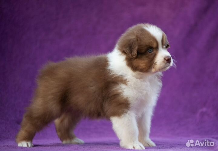 Щенки ауси австралийская овчарка