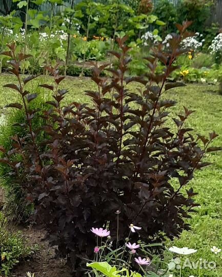 Кленолистный пузыреплодник бордовый