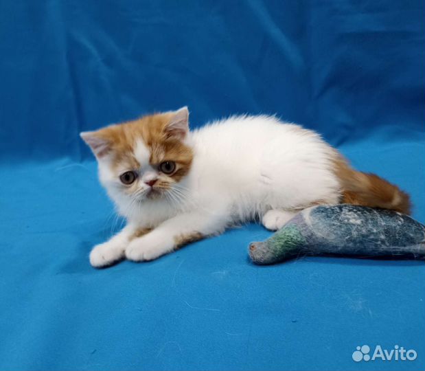 Рыжее чудо - солнышко