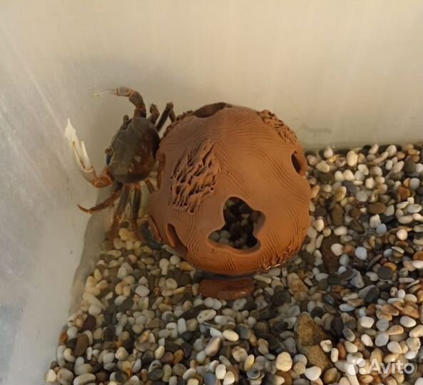 Радужный краб