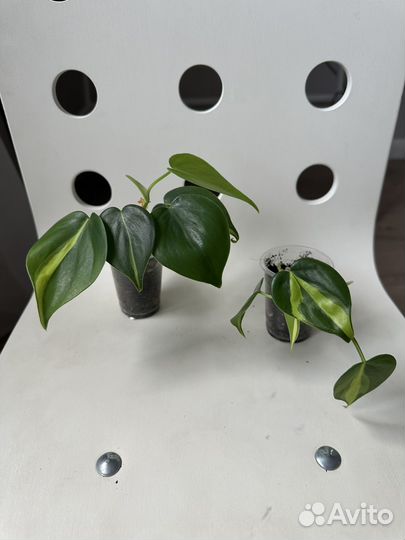 Сциндапсус, филодендрон