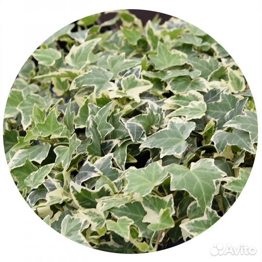 Плющ хедера