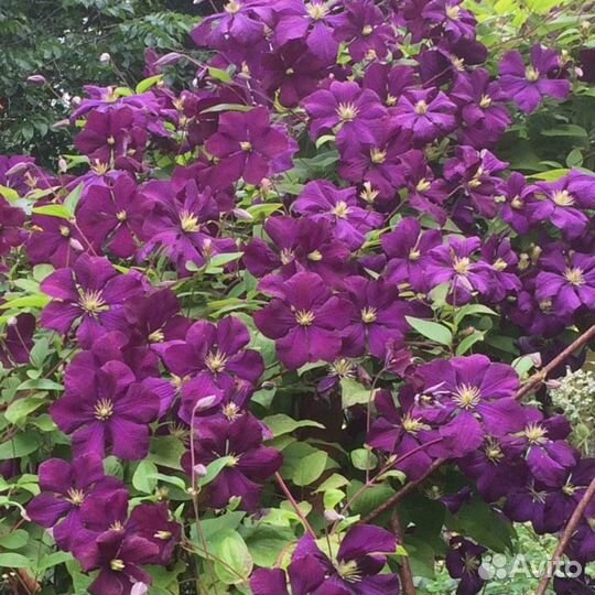 Клематис Etoile Violette