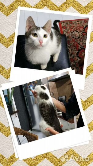 Котенок в добрые руки