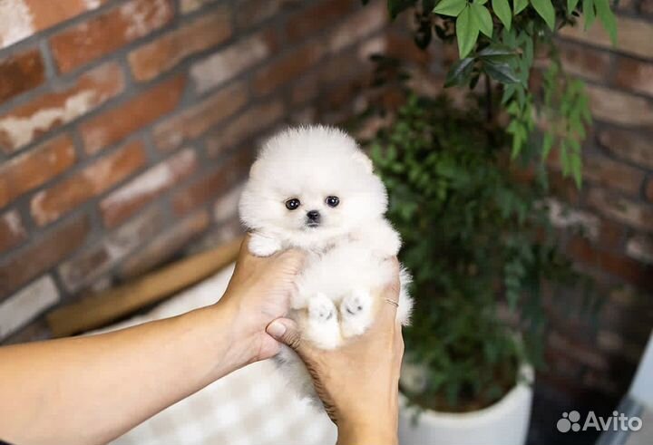 Экскюзивная мальчик и девочка померанского шпица