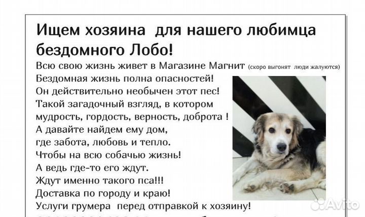Собачка в добрые руки