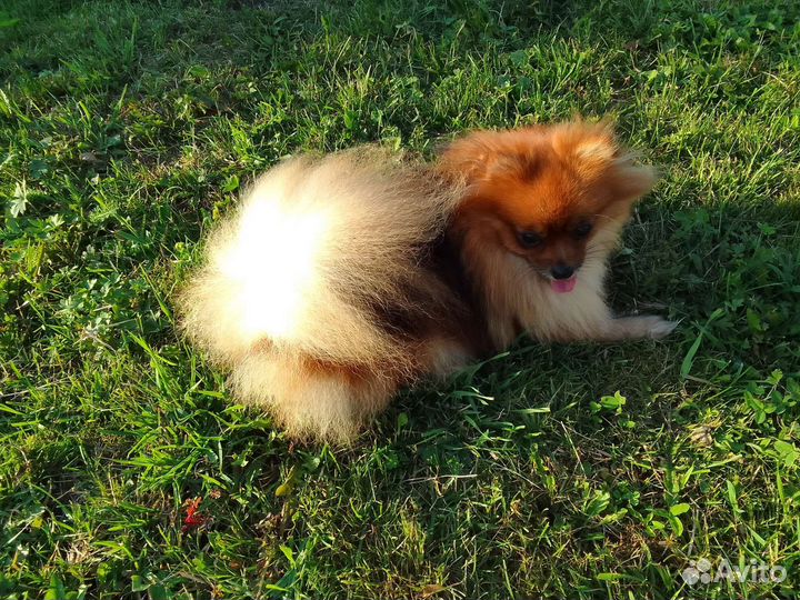 Шпиц (девочка)