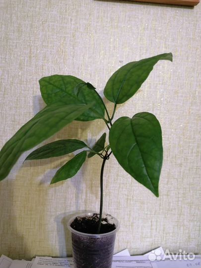 Комнатные растения