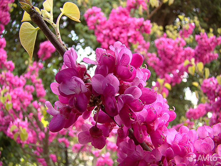 Церцис семена