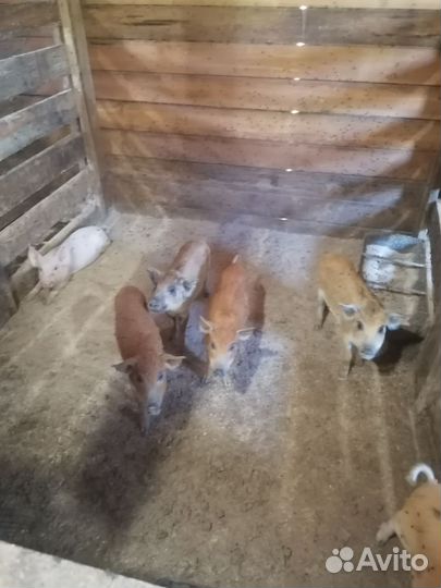 Продам поросят