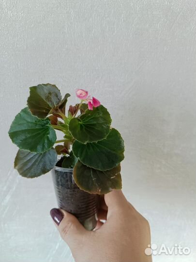 Бегония вечноцветущая махровая роз и белая