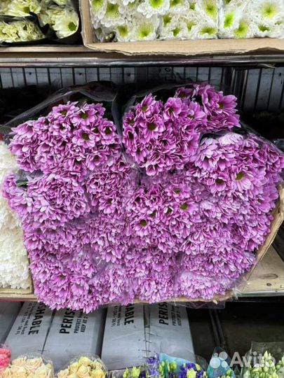 Хризантема кустовая свежий срез быстрая доставка