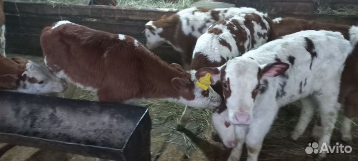 Бычки на откорм Холмогоры помесь с абердинами