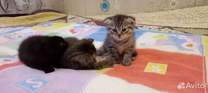 Британская вислоухая кошка