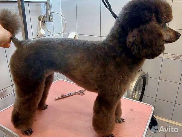 Грумер Уход за вашими питомцами