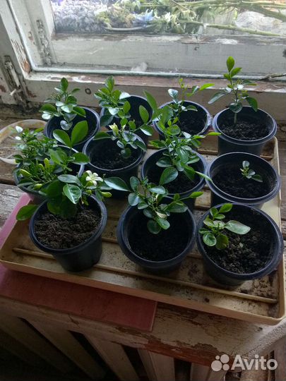 Мурайя. Розмарин