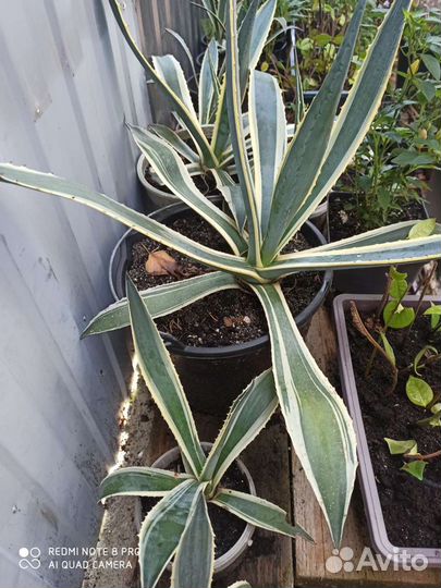 Растение Агава