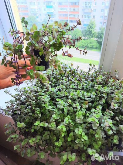 Кализия зелёная с фиолетовым