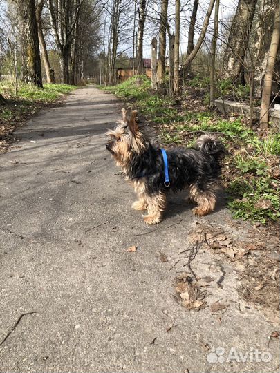Йоркширский терьер мальчик стандарт