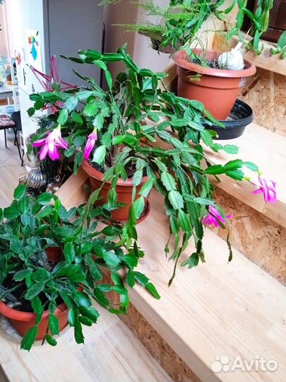 Цветок декабрист