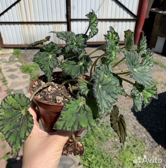 Растения разные и суккуленты