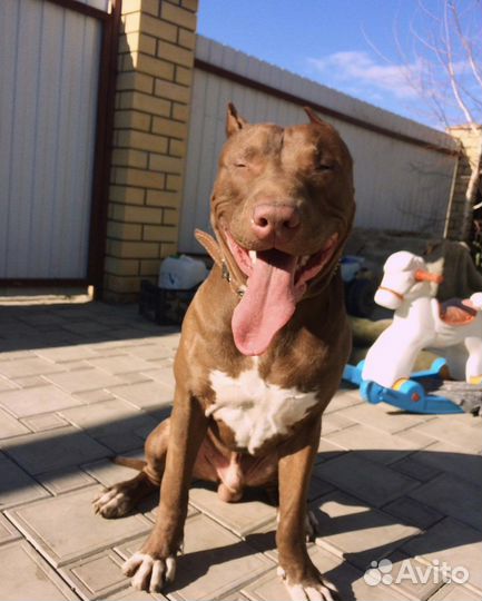 Ищем собаку питбуля девочку для вязки