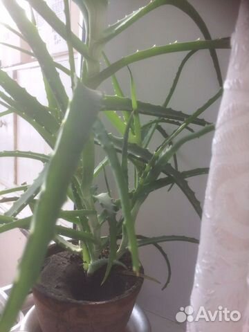 Алоэ для лечения