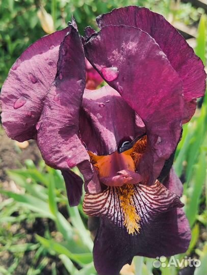 Ирисы сортовые