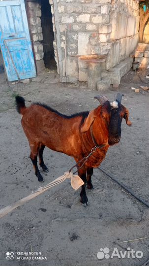 Англо нубийские козы