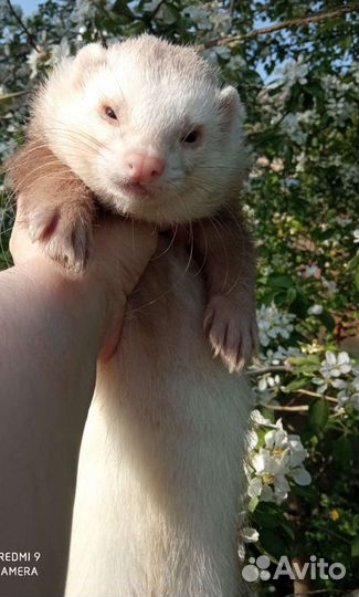 Вязка хорька