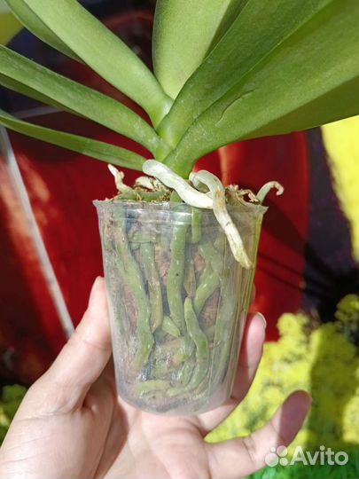 Орхидея фаленопсис биг лип