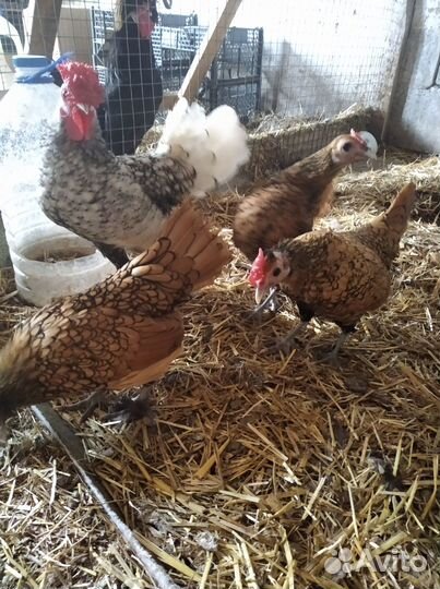 Куры, цыплята, фазанята