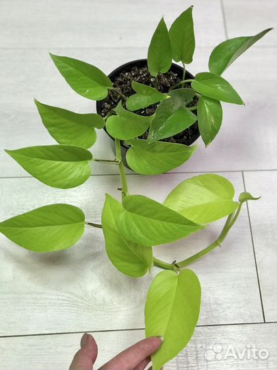 Эпипремнум Неон