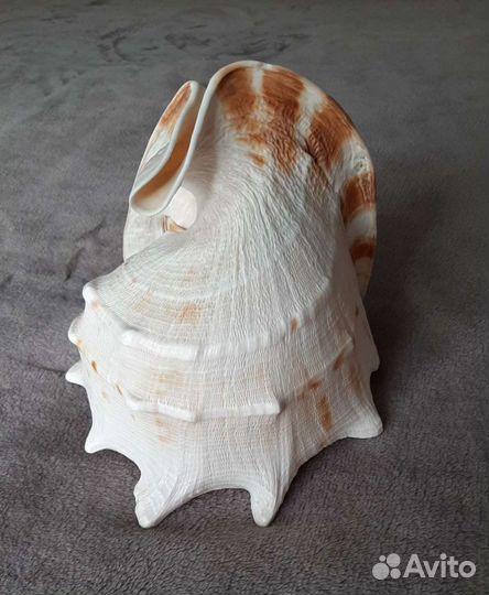 Ракушка, раковина Касис 23 см