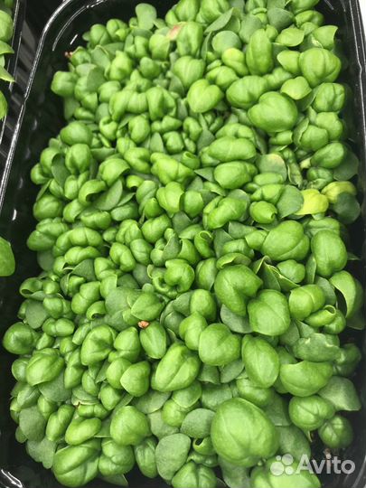 Обучение выращиванию гидропонным методом