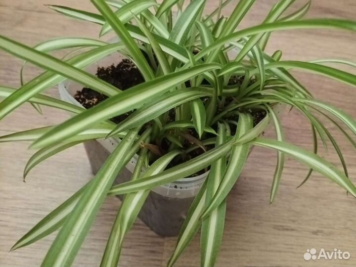 Хлорофитум