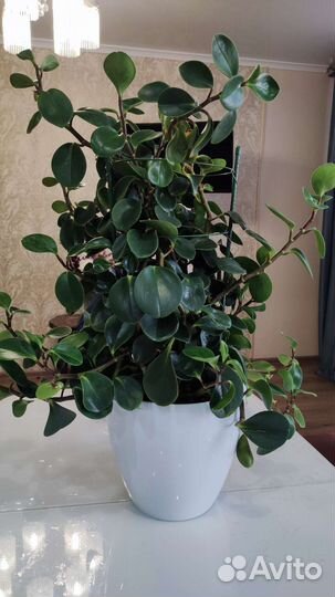 Пеперомия туполистная