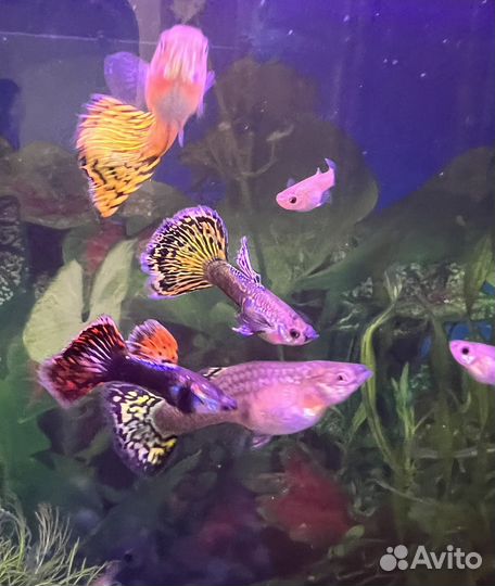 Аквариумные рыбки гуппи