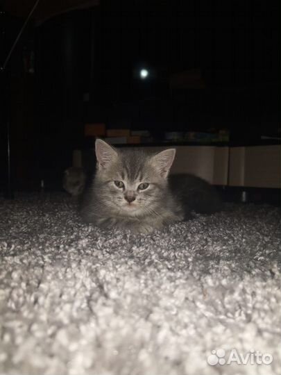 Британские котята